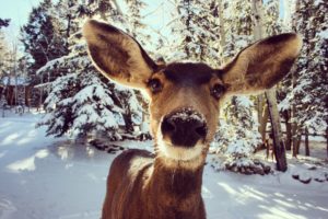 get a colorado real estate license
